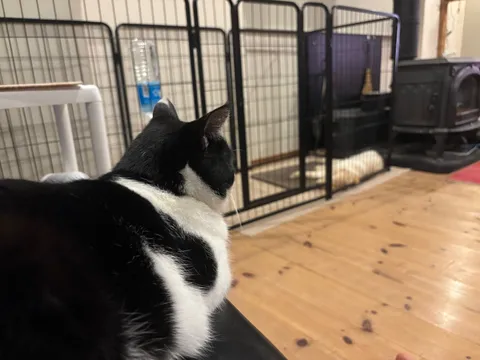 静かなる視線の先