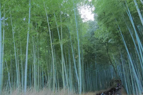 竹林の静かな通り道