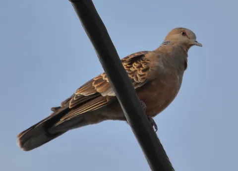 電線で一息、鳩の日常
