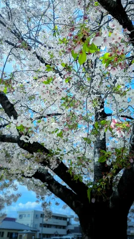 春爛漫、花舞う桜並木