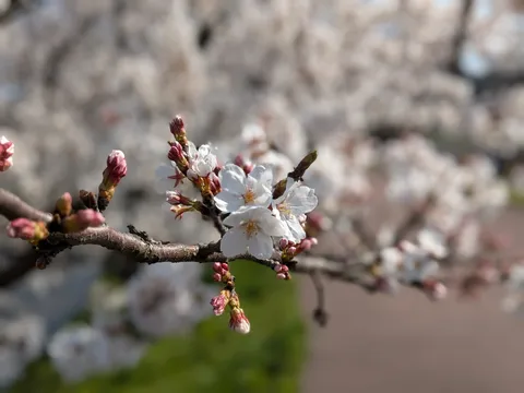 蕾ほころぶ桜の枝