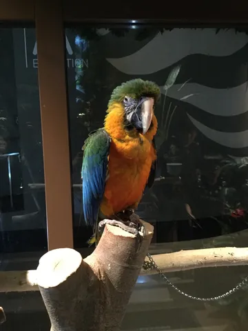 鮮やかなインコ、木の上で一休み
