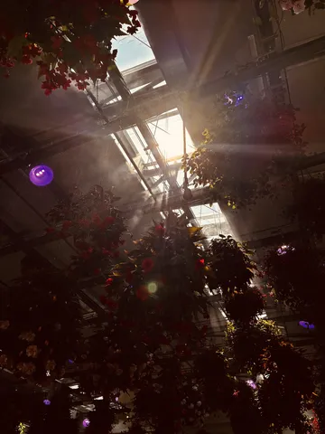 光差し込む幻想的な花園