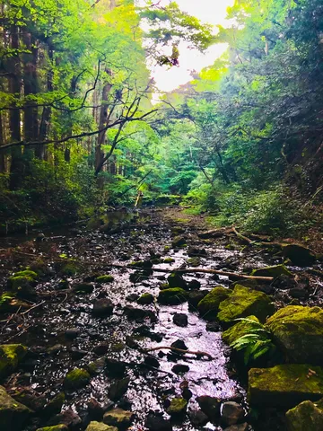 森の小道を流れる水