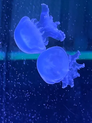 水中の青い神秘