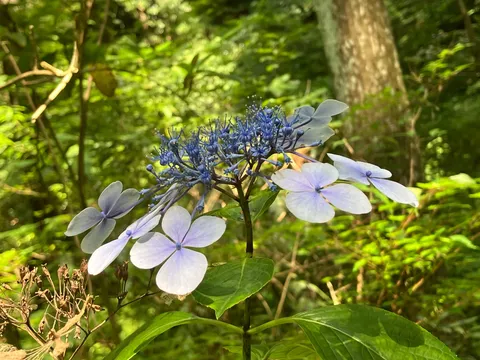 森に咲く淡い紫陽花