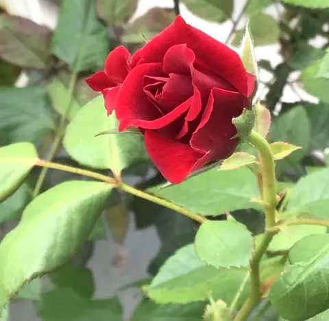 深紅のバラ、蕾の鼓動