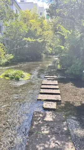 水辺の石段に揺れる光景