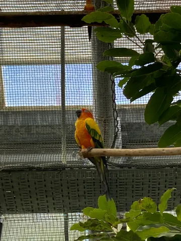 止まり木で一休み、鮮やかなインコ