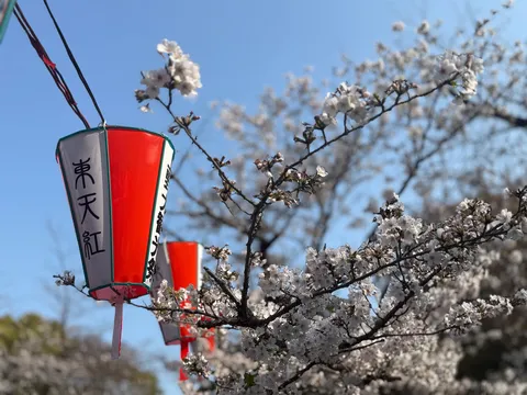 青空に映える提灯と桜