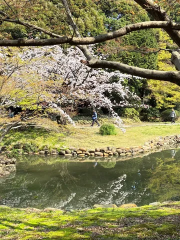 水辺に揺れる春の花