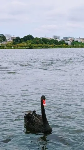 静かな湖畔の黒い影