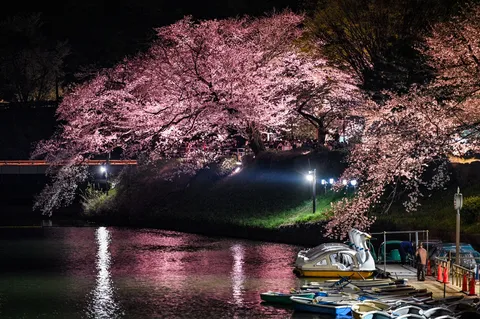 夜桜、水面に揺れる幻