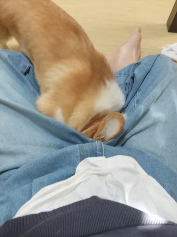 埋もれちゃう？もふもふさん