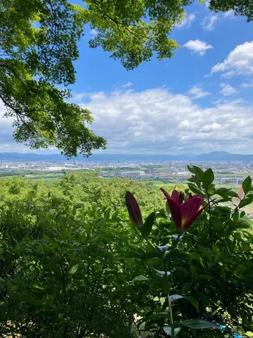 緑に抱かれる街と空