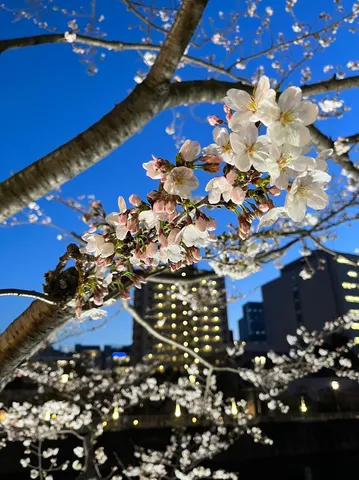 宵空に輝く桜花