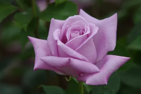 露に濡れる淡い紫のバラ