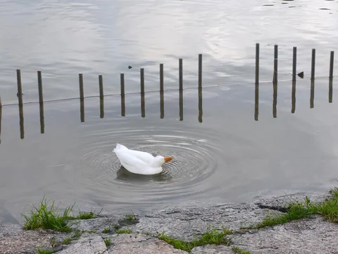 水面に浮かぶ白鳥、静かな水面