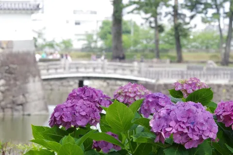 城と紫陽花、初夏の風情