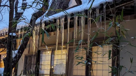 寒空に滴る氷柱と竹