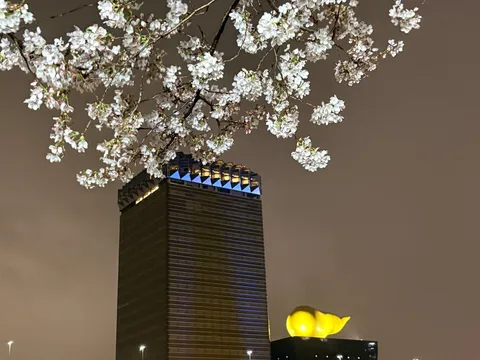 夜桜と煌めく都会