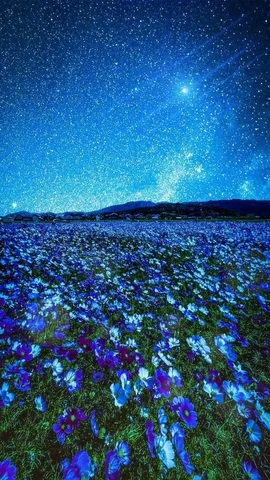 星空と花畑の青の譜