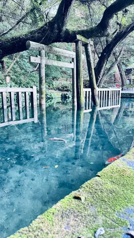 水辺に浮かぶ鳥居の静寂