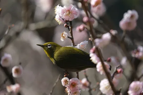 春告げる翠の鳥