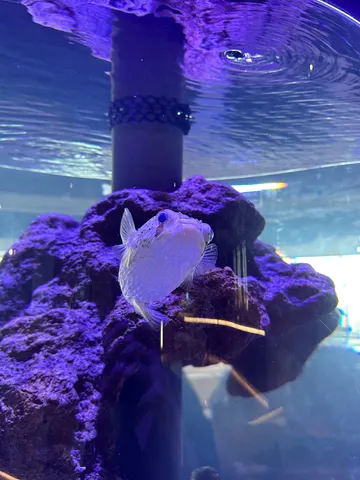 青い世界で優雅に泳ぐ