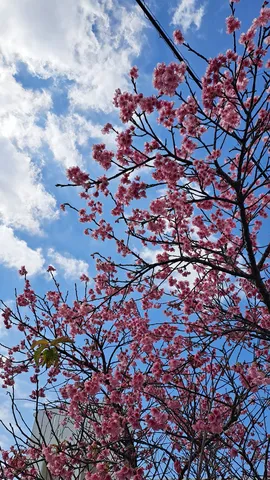 青空に映える桜の花々