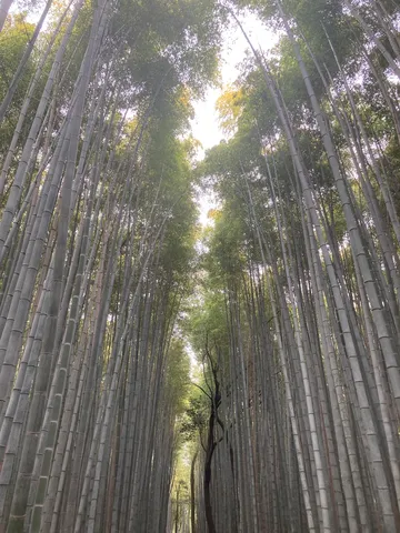 竹林の天井へ伸ぶ影