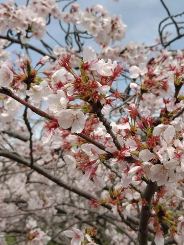 桜の舞う静かな一画
