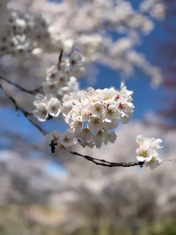 青空に映える白桜