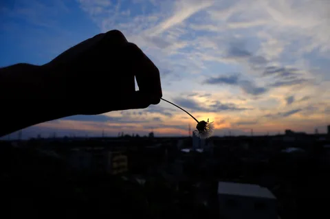 夕空に舞うタンポポの綿毛