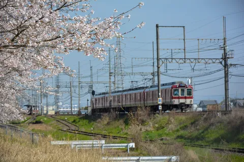 春の遅刻者、桜と電車