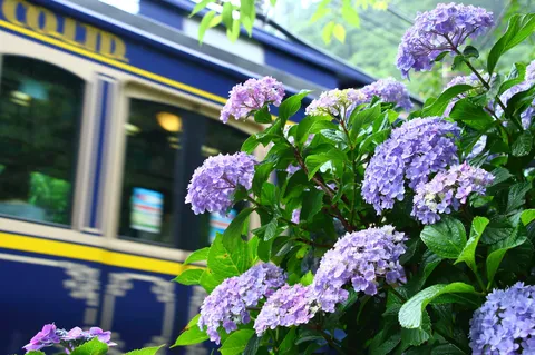 紫陽花の彩る鉄道風景