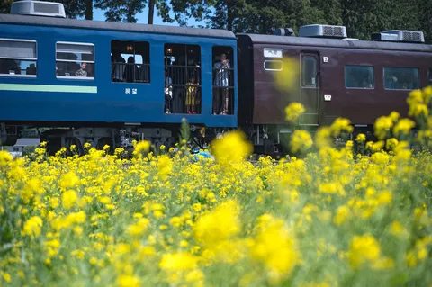 春爛漫、花と列車の共演