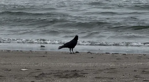 黄昏れるカラス