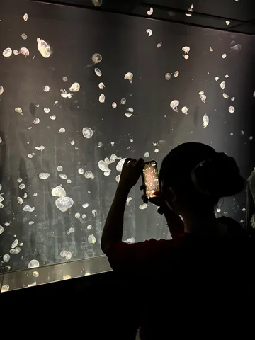 深海の神秘、クラゲの光景
