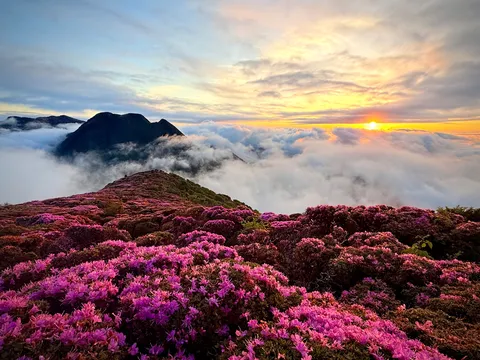雲海の上の花園と朝日
