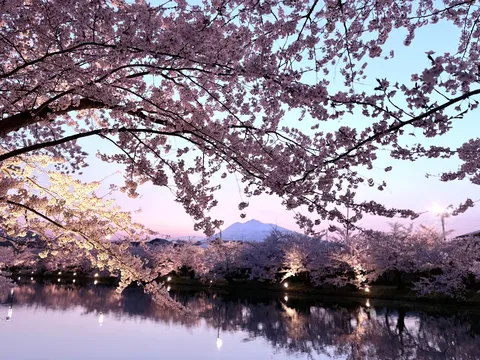 水面に映る夜桜のファンタジー