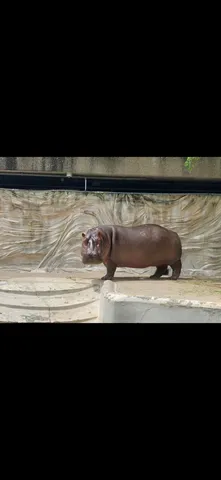 堂々たるカバの日常
