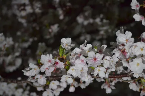 夜に浮かぶ桜花