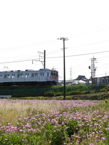 電車と花畑、今日の主役はどっち？