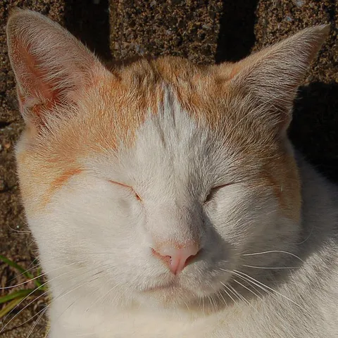 柔らかな光に包まれた、眠れる猫