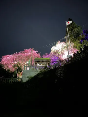 幻想的な夜桜と星空