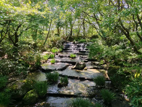 樹影の小さな滝の囁き
