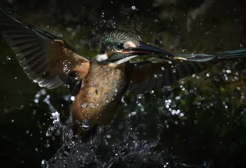 一瞬の狩人、水しぶきを纏う