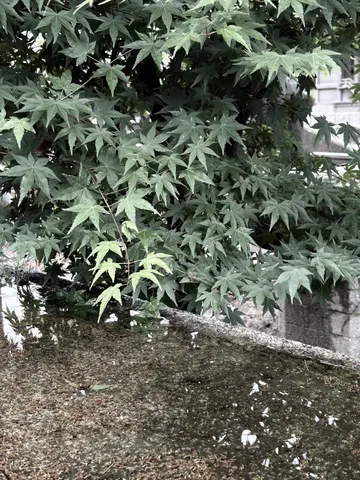 石の上に揺れる緑の葉