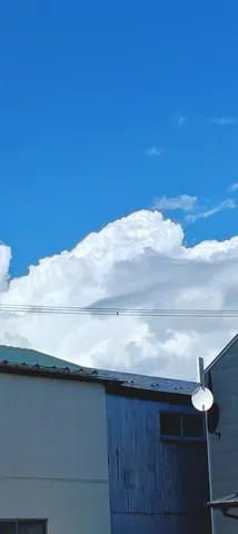 電線に止まる鳥、見つけた！
